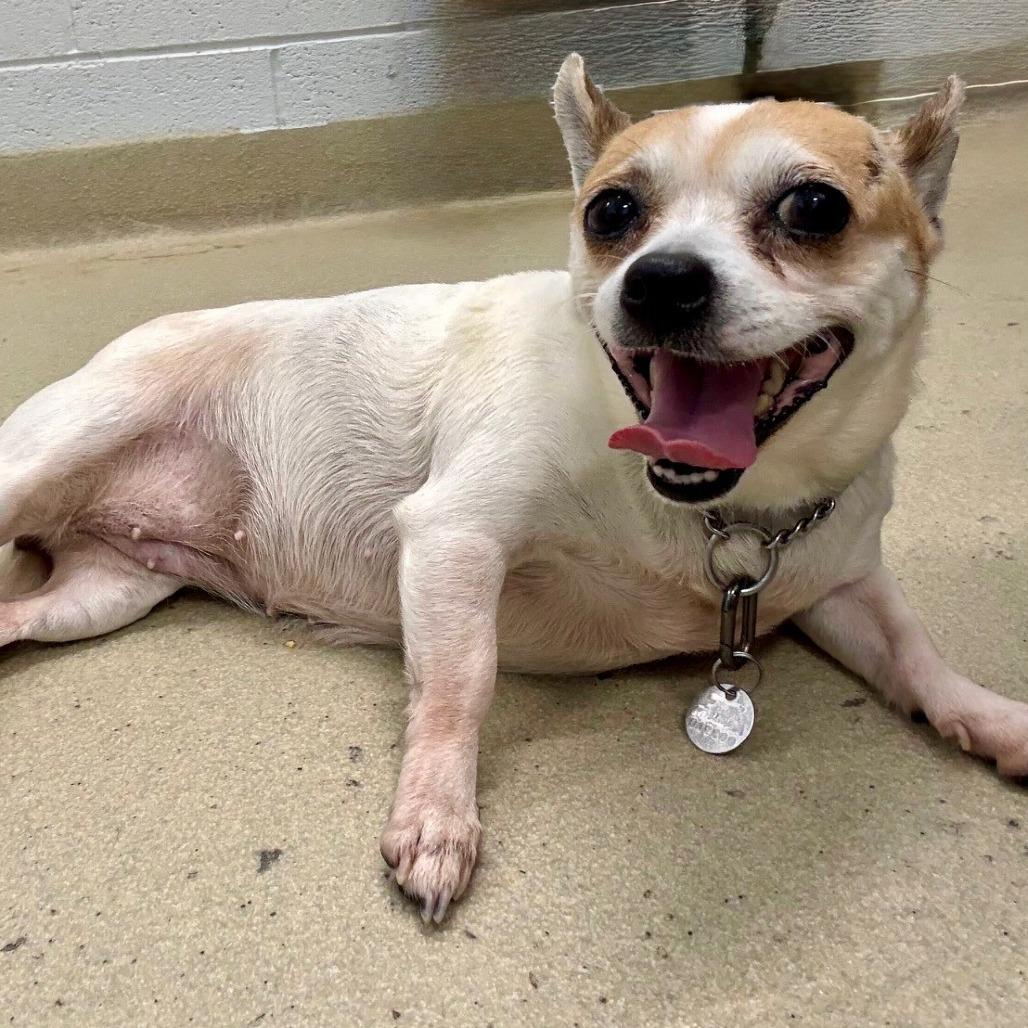 Enlarge Eggsy (In Foster), a Adoptable Chihuahua in Marshall, VA image 2/6