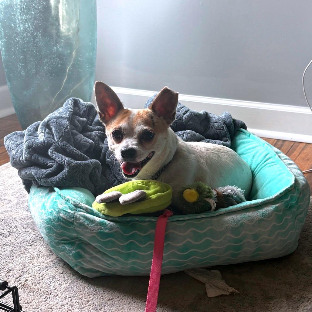 Enlarge Eggsy (In Foster), a Adoptable Chihuahua in Marshall, VA image 3/6