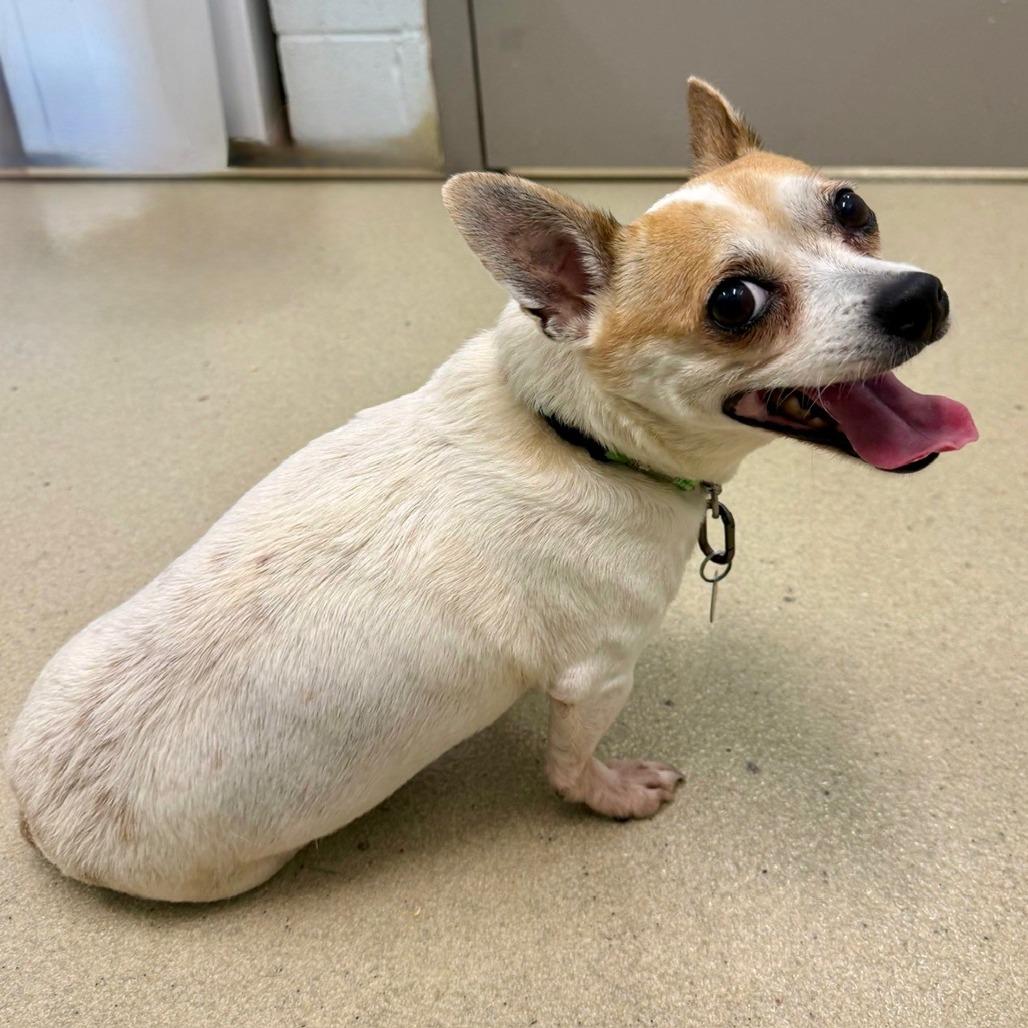 Enlarge Eggsy (In Foster), a Adoptable Chihuahua in Marshall, VA image 4/6