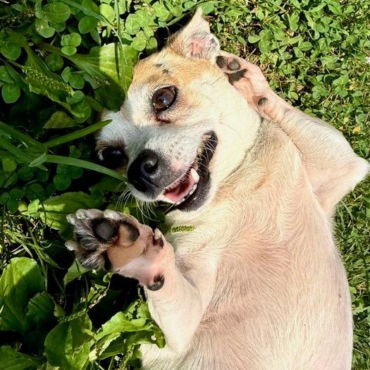 Enlarge Eggsy (In Foster), a Adoptable Chihuahua in Marshall, VA image 5/6