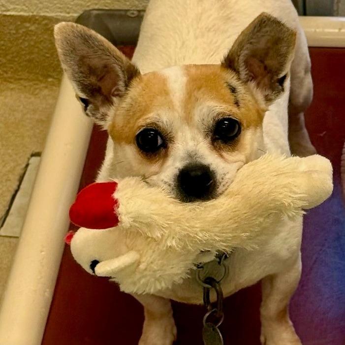 Enlarge Eggsy (In Foster), a Adoptable Chihuahua in Marshall, VA image 6/6