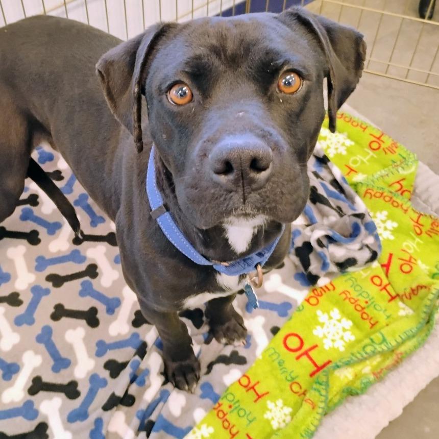 Julius, Adoptable, Adult Male Terrier & Mixed Breed.