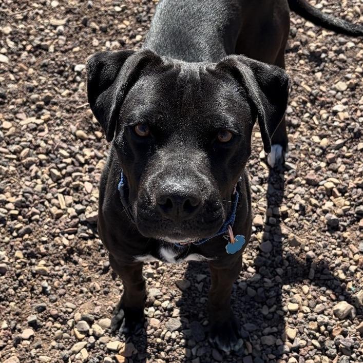 Julius — thumbnail 2