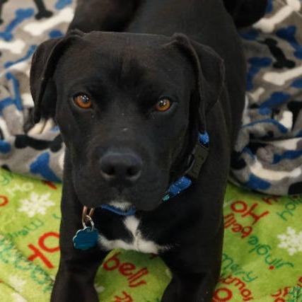 Julius, Adoptable, Adult Male Terrier & Mixed Breed.