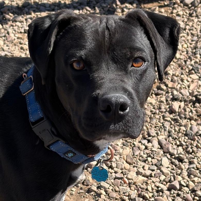 Julius — thumbnail 5