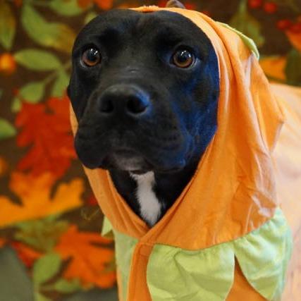 Enlarge Julius, a Adoptable mixed breed in Show Low, AZ image 4/5