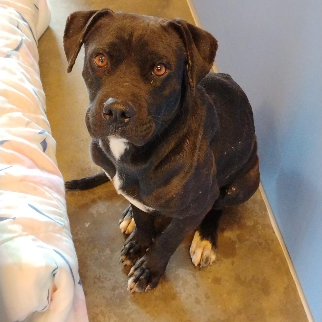 Enlarge Julius, a Adoptable mixed breed in Show Low, AZ image 5/5