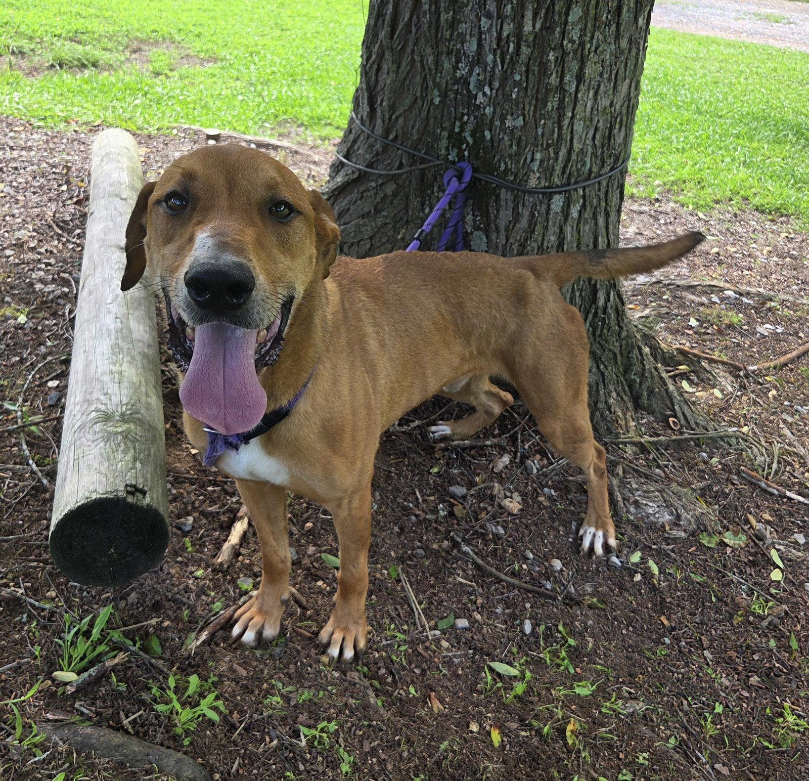 Oscar, Adoptable, Adult Male Labrador Retriever & Rhodesian Ridgeback.