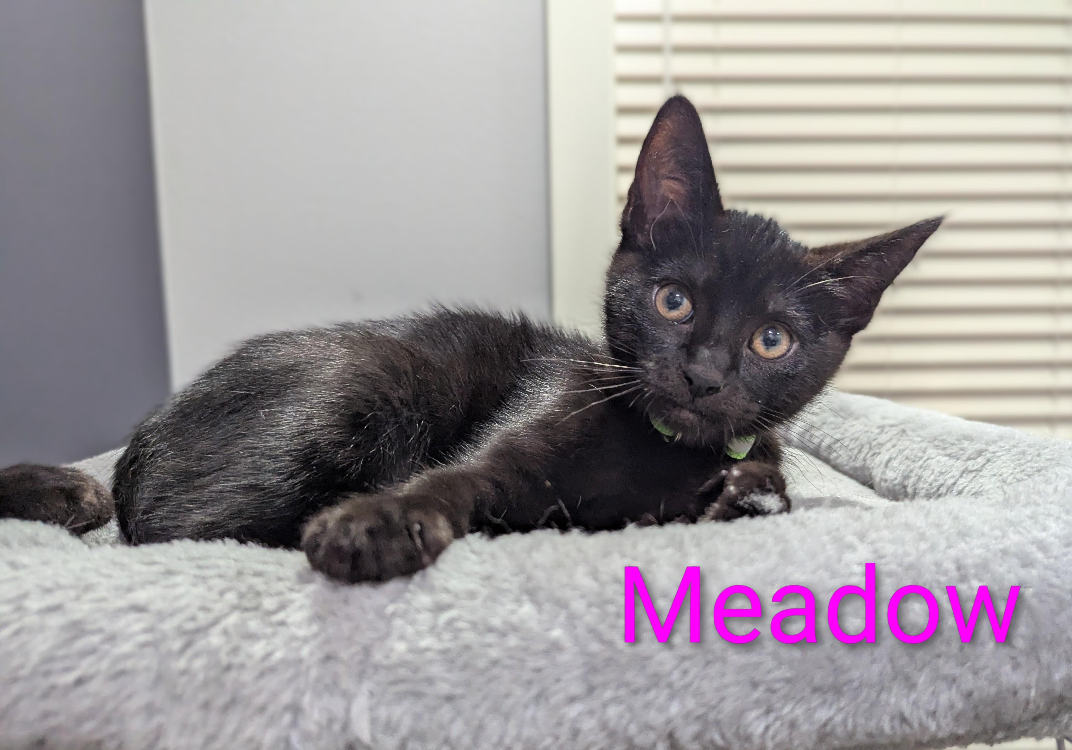 Meadow (green collar), a ADOPTABLE Domestic Short Hair in Portland, OR image 2/6
