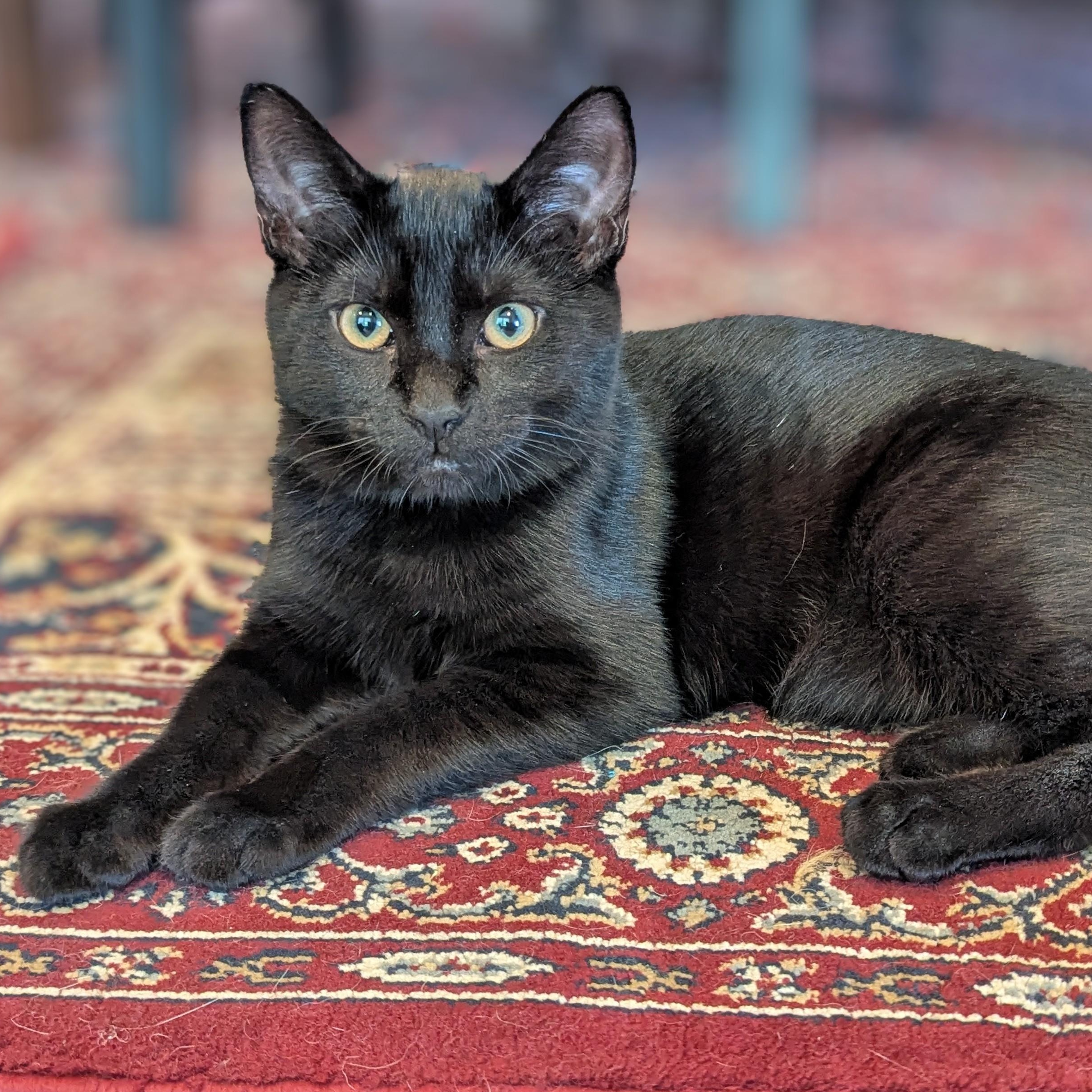 Meadow NEW PHOTOS, ADOPTABLE, Kitten Female Domestic Short Hair.
