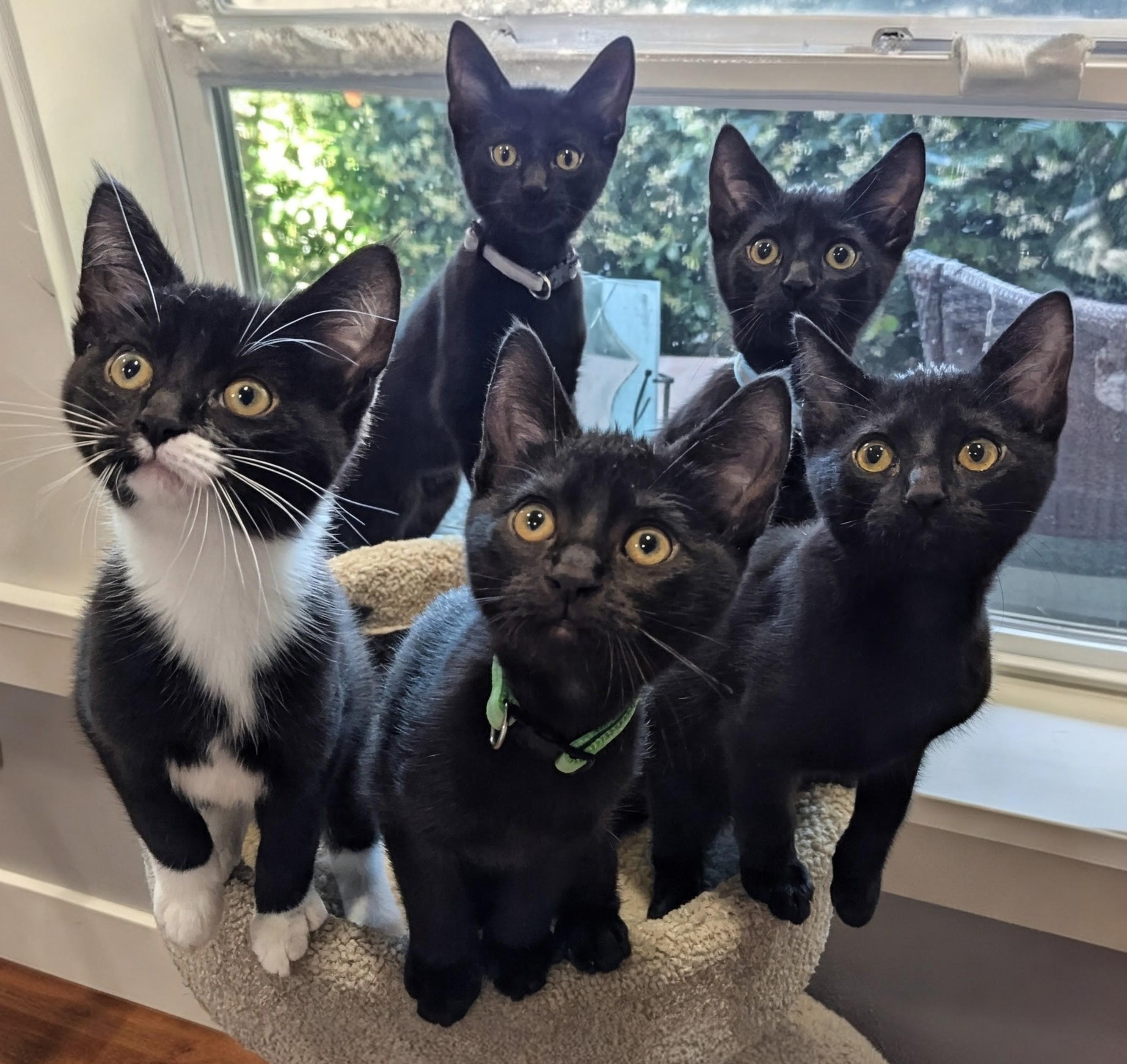 Meadow (green collar), a ADOPTABLE Domestic Short Hair in Portland, OR image 6/6