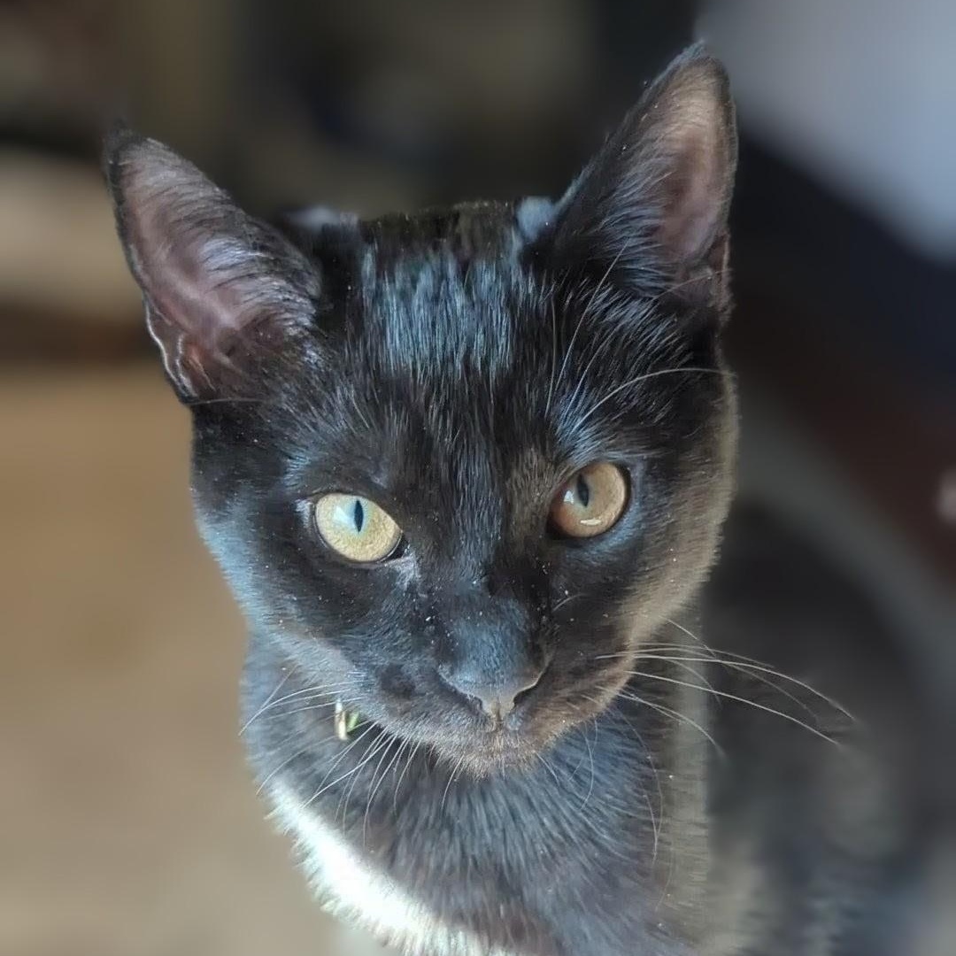 Meadow NEW PHOTOS, a ADOPTABLE Domestic Short Hair in Portland, OR image 6/6