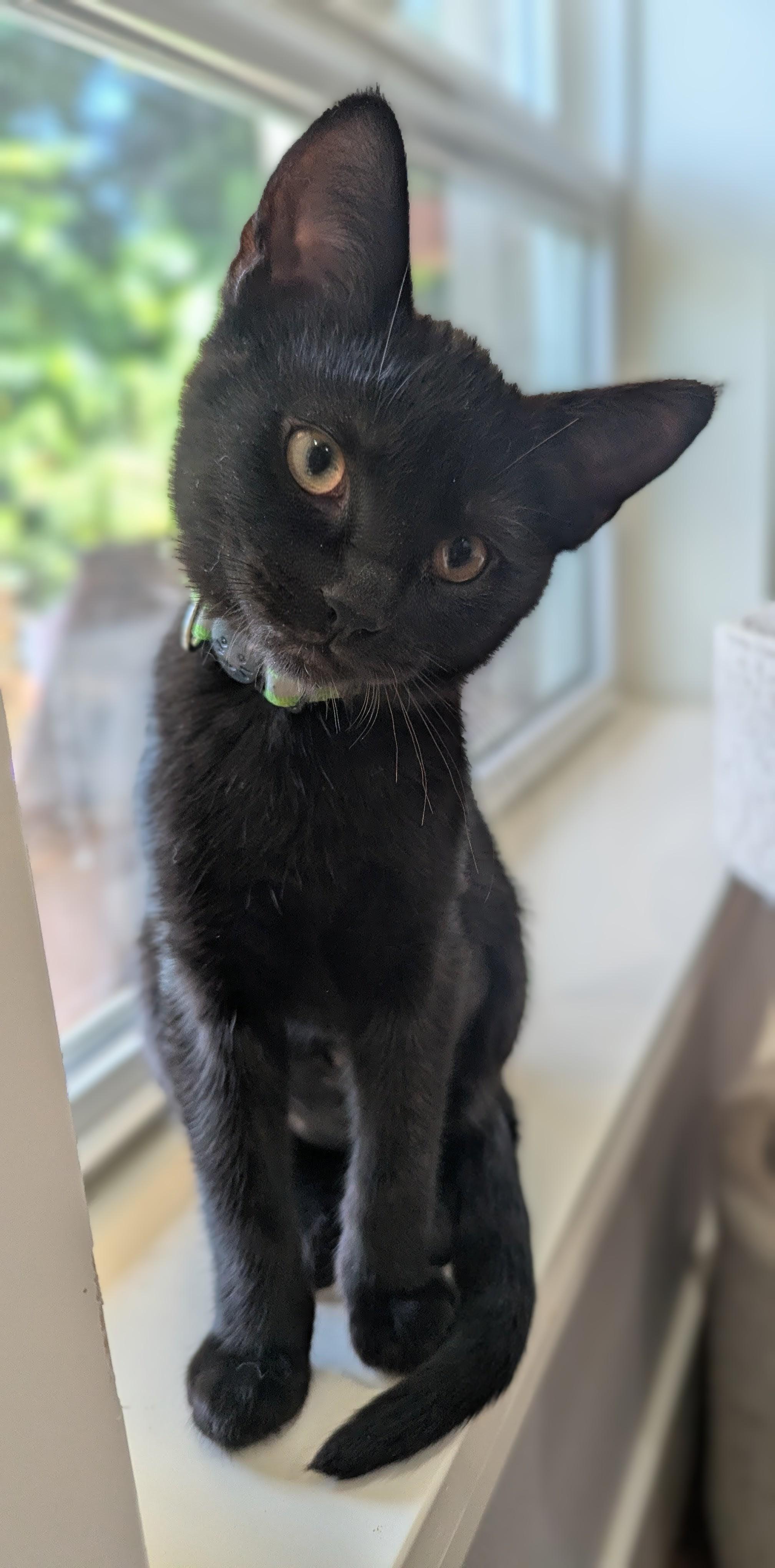 Meadow (green collar), a ADOPTABLE Domestic Short Hair in Portland, OR image 1/6