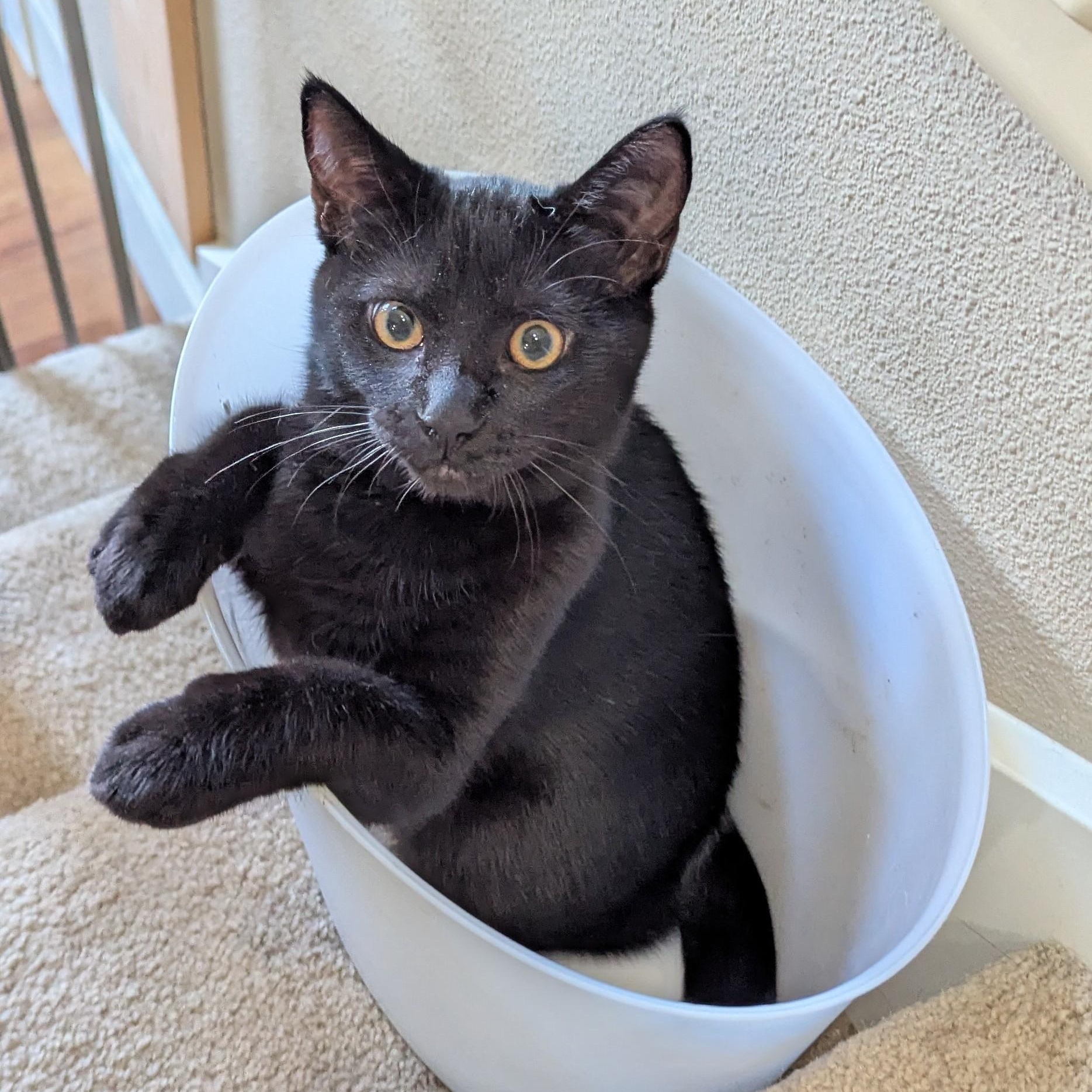 Meadow NEW PHOTOS, a ADOPTABLE Domestic Short Hair in Portland, OR image 2/6