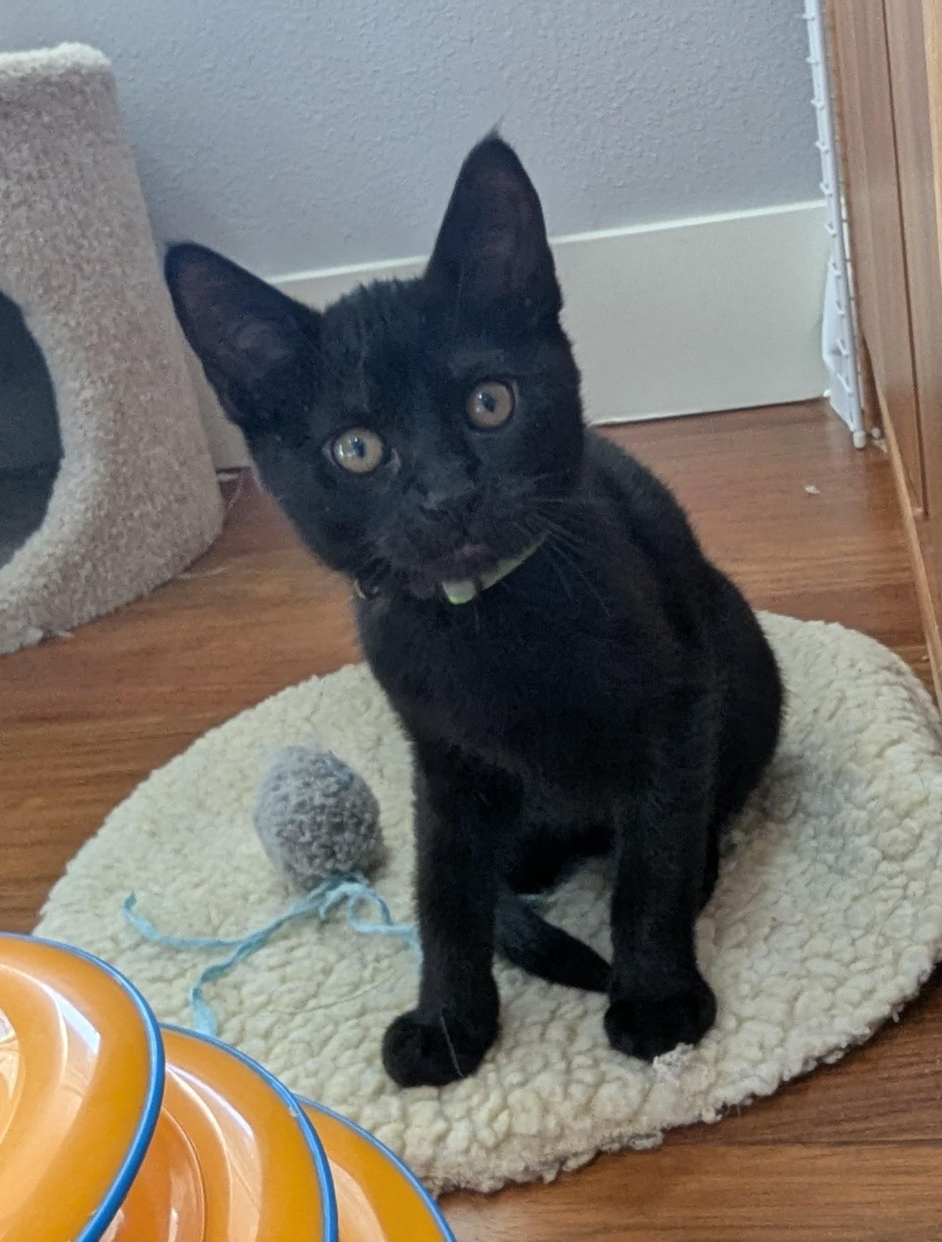 Meadow (green collar), a ADOPTABLE Domestic Short Hair in Portland, OR image 5/6