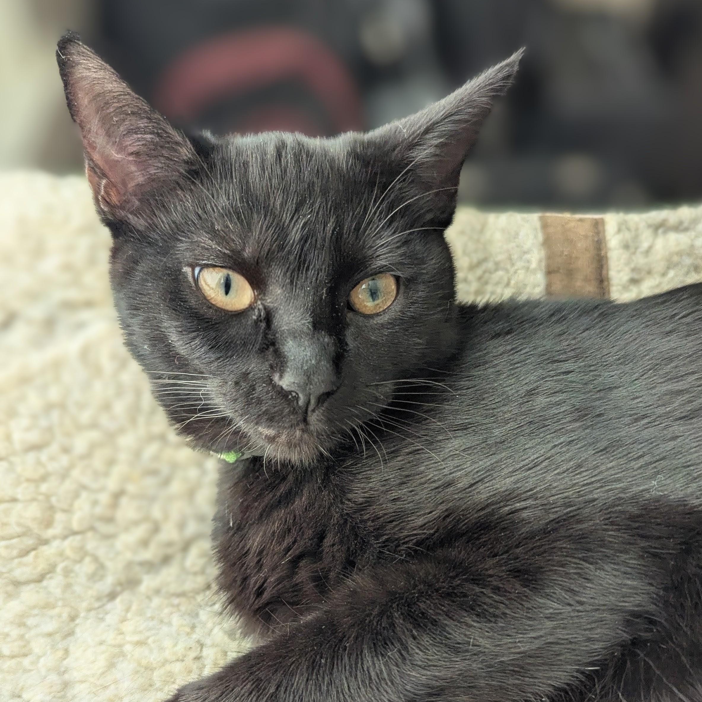 Meadow NEW PHOTOS, a ADOPTABLE Domestic Short Hair in Portland, OR image 5/6
