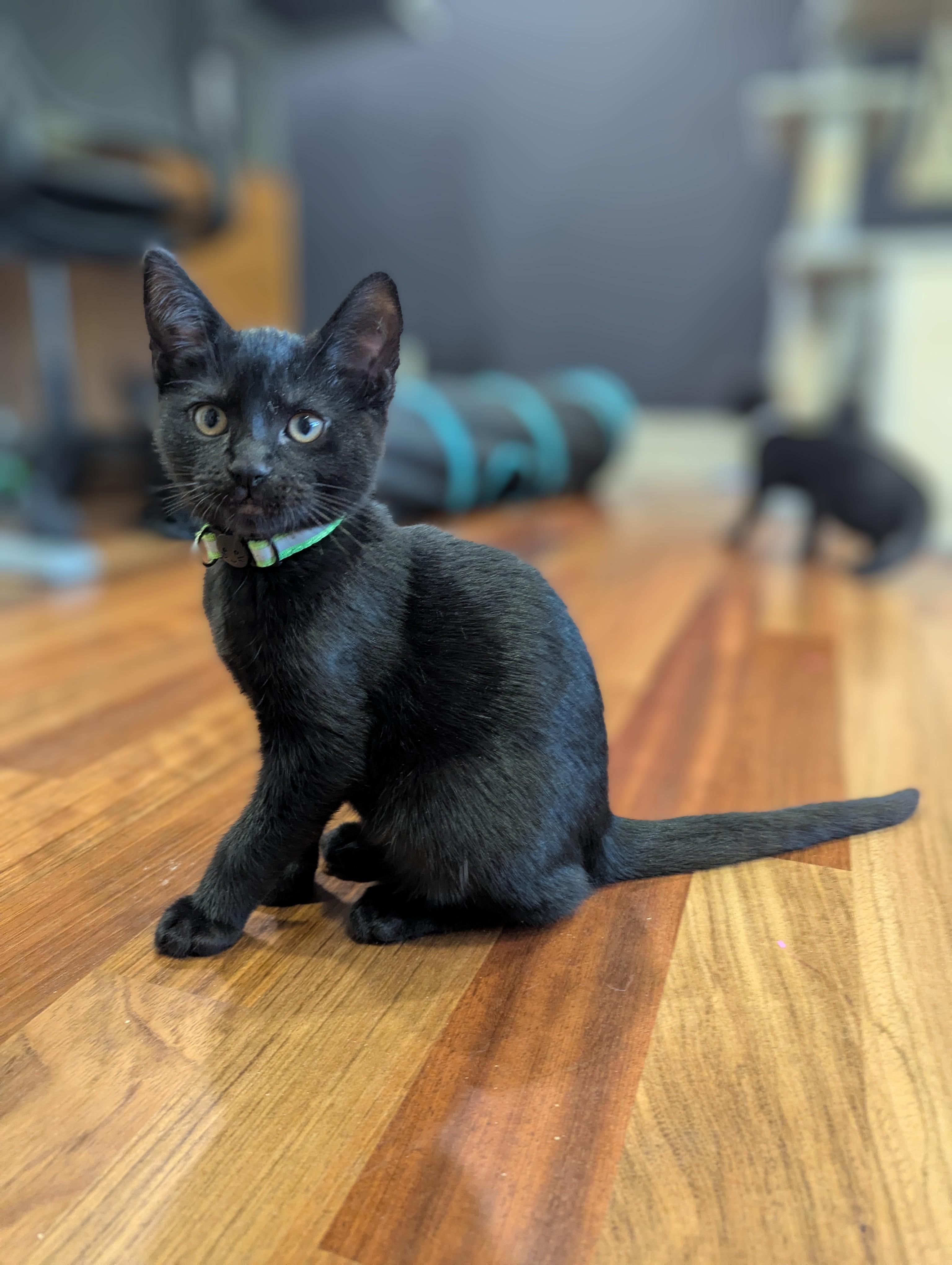 Meadow (green collar), a ADOPTABLE Domestic Short Hair in Portland, OR image 3/6