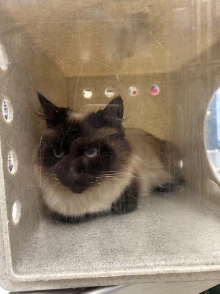 Enlarge Pyewackit, a Adoptable mixed breed in Silverdale, WA image 2/2