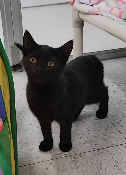 Mini, Adoptable, Kitten Female Domestic Short Hair & Domestic Short Hair.