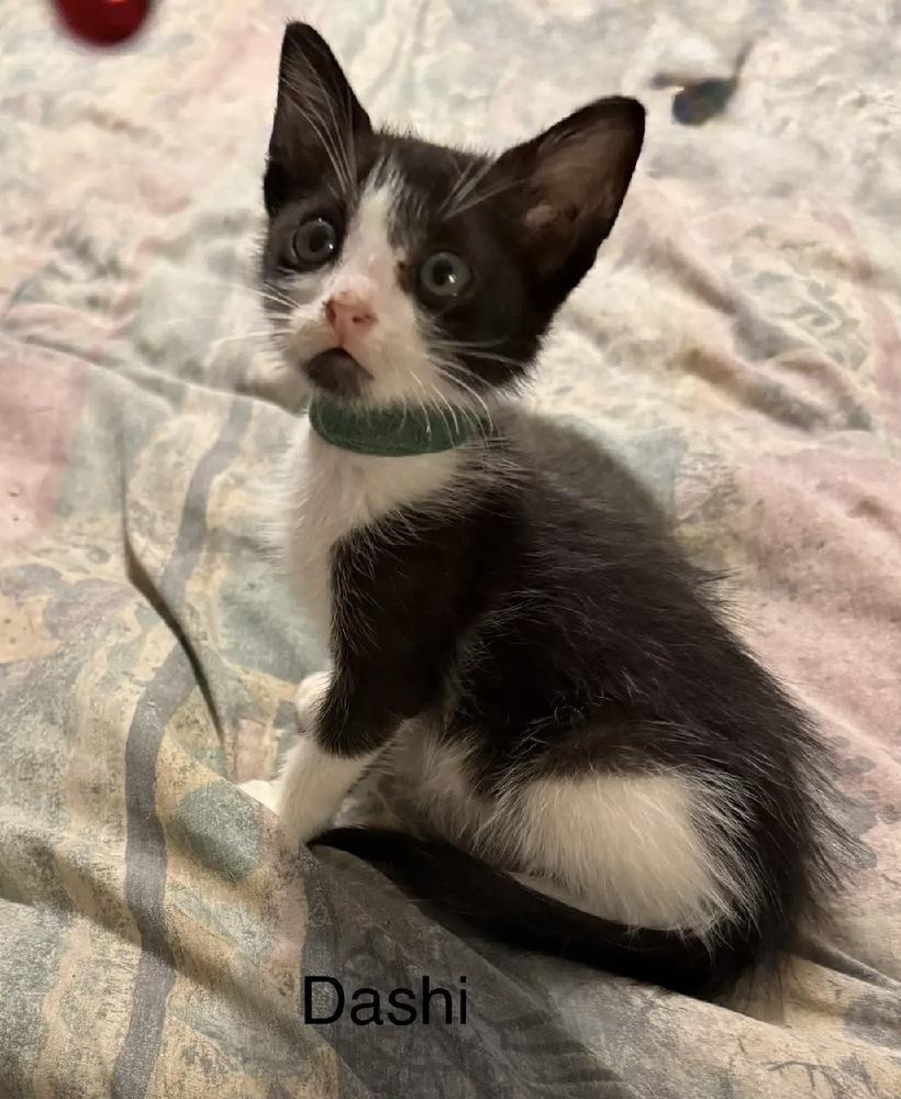 Enlarge Dashi, a Adoptable Domestic Short Hair in Safety Harbor, FL image 1/1