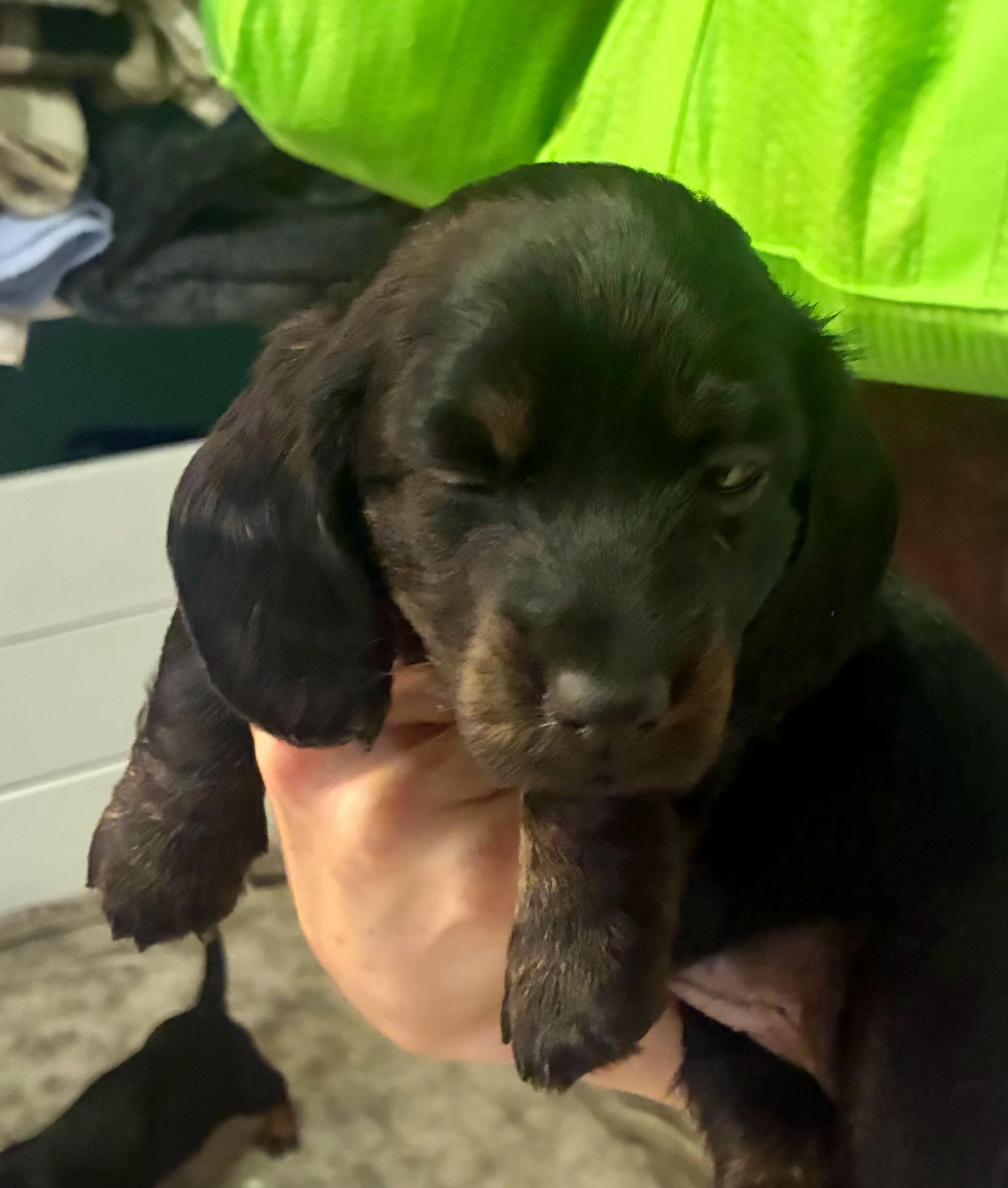 Enlarge Abby, an adopted Dachshund in Omaha, NE image 1/1