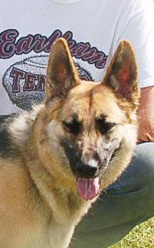 BETSY AD 06-28-25, Adopted, Young Female German Shepherd Dog.