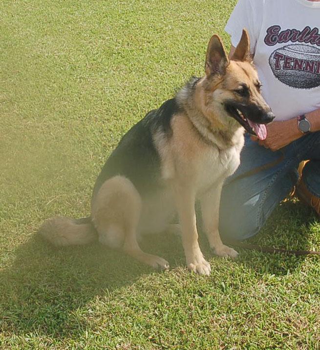BETSY AD 06-28-25, a Adopted German Shepherd Dog in Preston, CT image 5/6