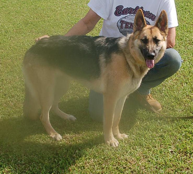 BETSY AD 06-28-25, a Adopted German Shepherd Dog in Preston, CT image 6/6