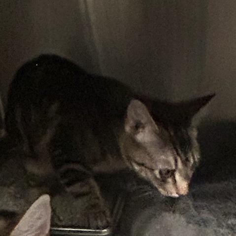 Frick, Adoptable, Young Male Domestic Short Hair.