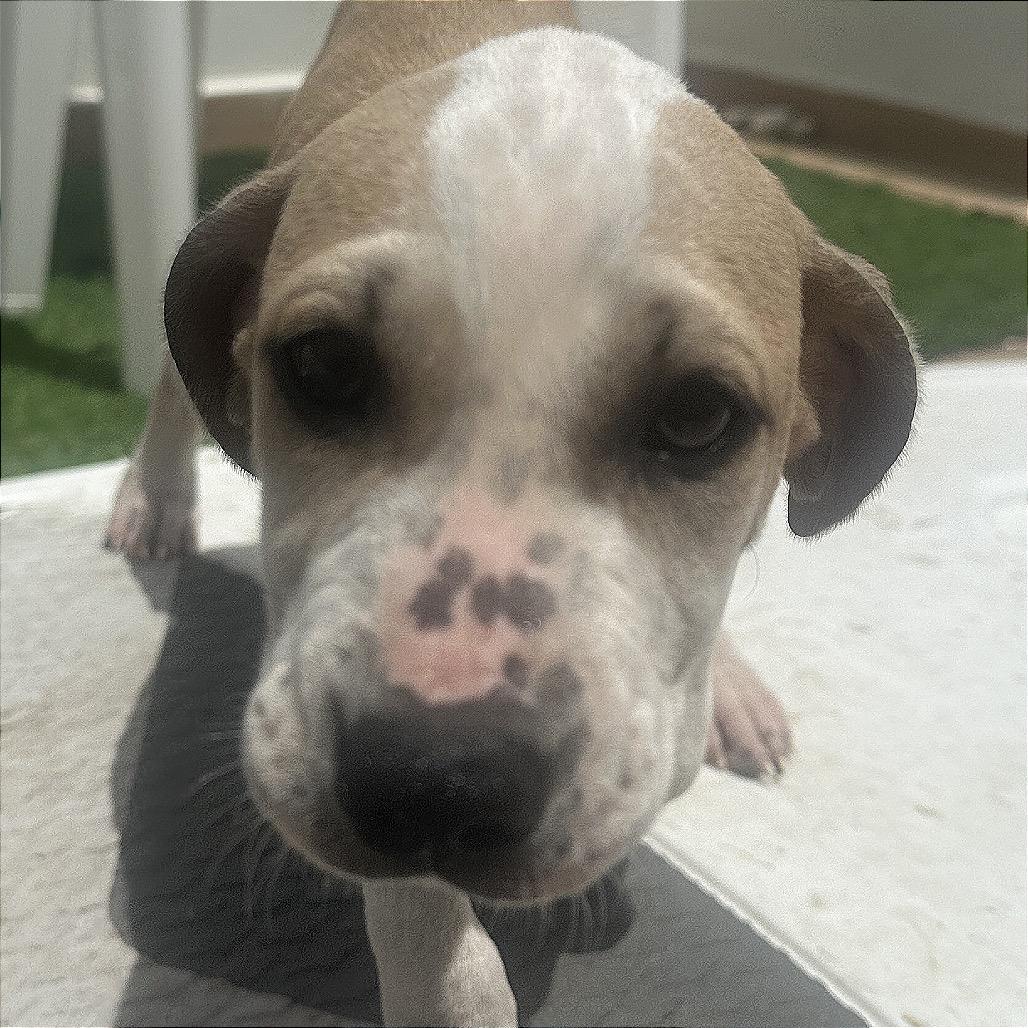 Enlarge Bigi Girl - Toya, a Adoptable Mixed Breed in Rio Grande, PR image 1/3