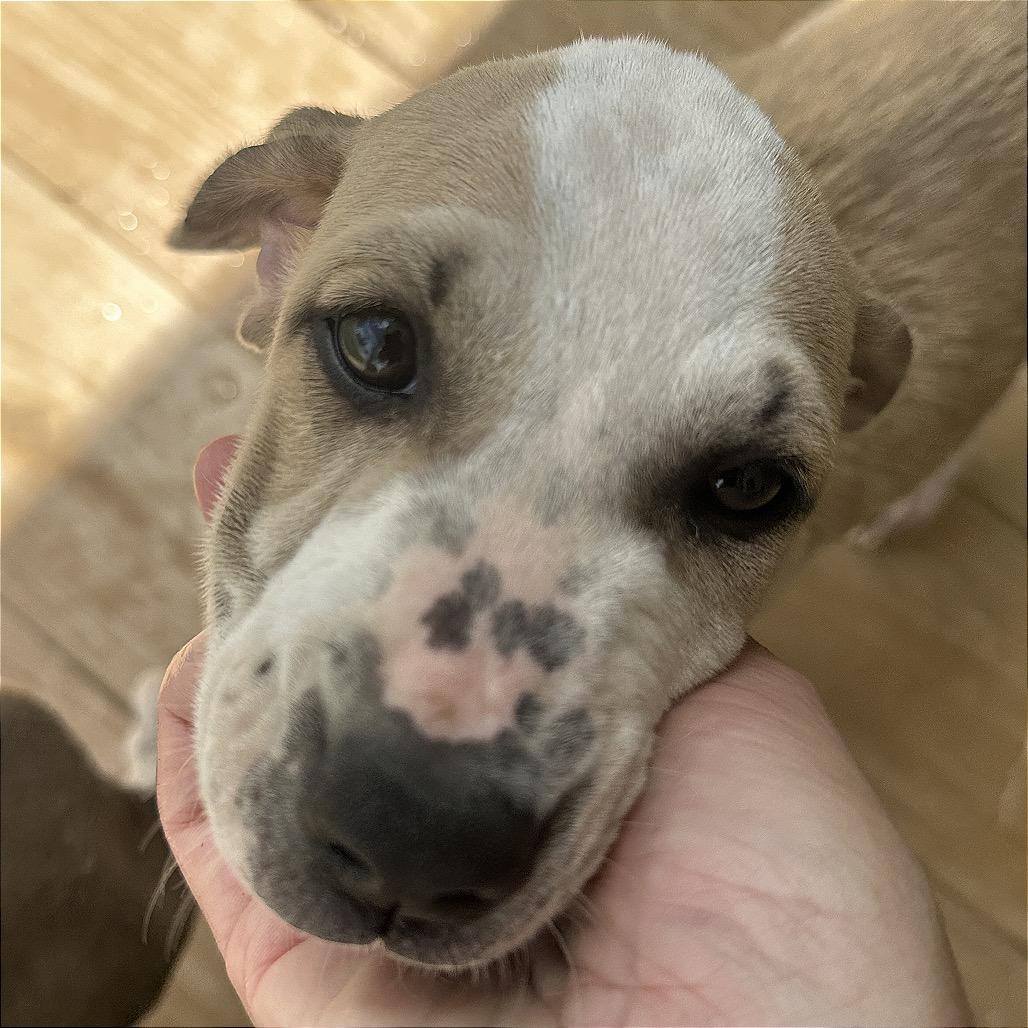 Enlarge Bigi Girl - Toya, a Adoptable Mixed Breed in Rio Grande, PR image 2/3