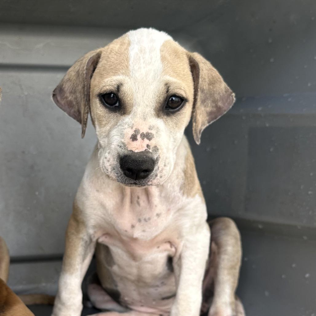 Enlarge Bigi Girl - Toya, a Adoptable Mixed Breed in Rio Grande, PR image 3/3