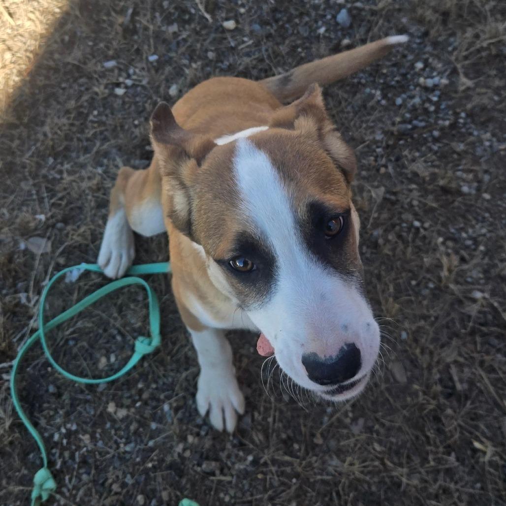 Enlarge Nate, a Adoptable Hound in Taos, NM image 1/6