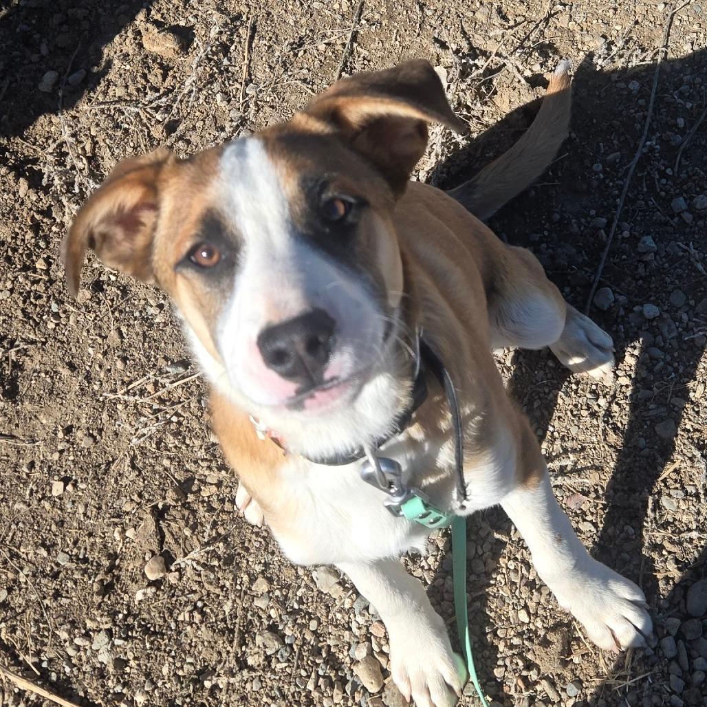 Enlarge Nate, a Adoptable Hound in Taos, NM image 2/6