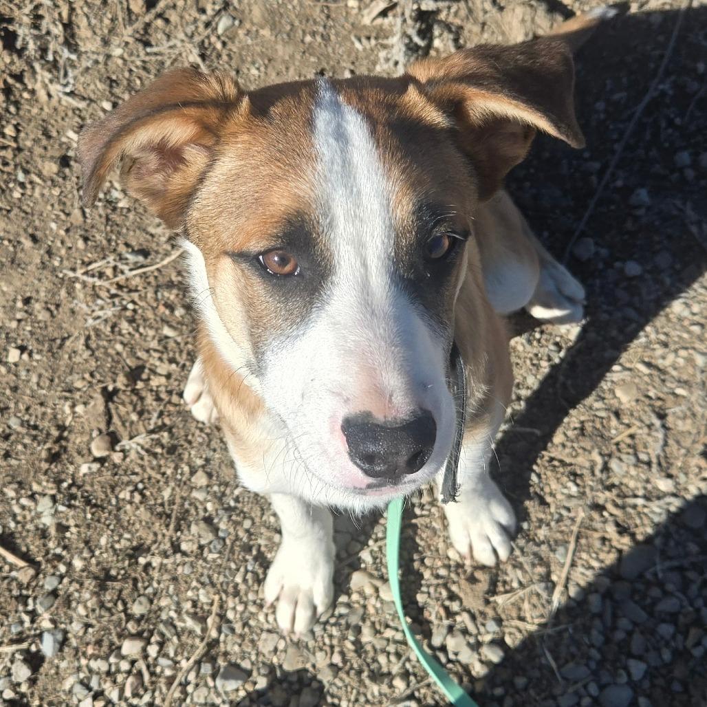 Enlarge Nate, a Adoptable Hound in Taos, NM image 3/6