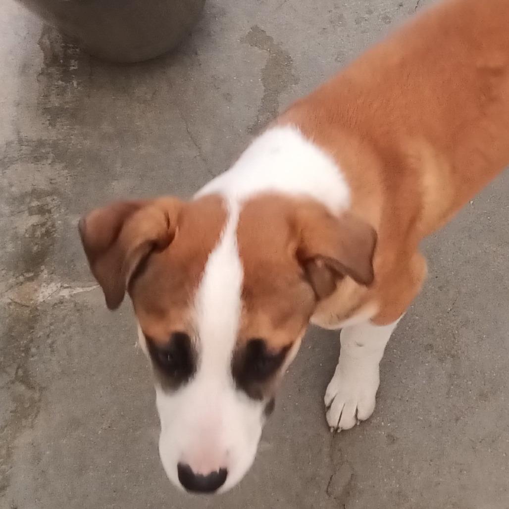 Enlarge Nate, a Adoptable Hound in Taos, NM image 5/6