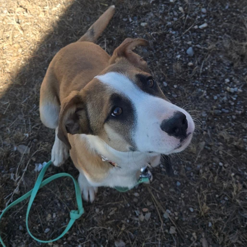 Enlarge Nate, a Adoptable Hound in Taos, NM image 6/6