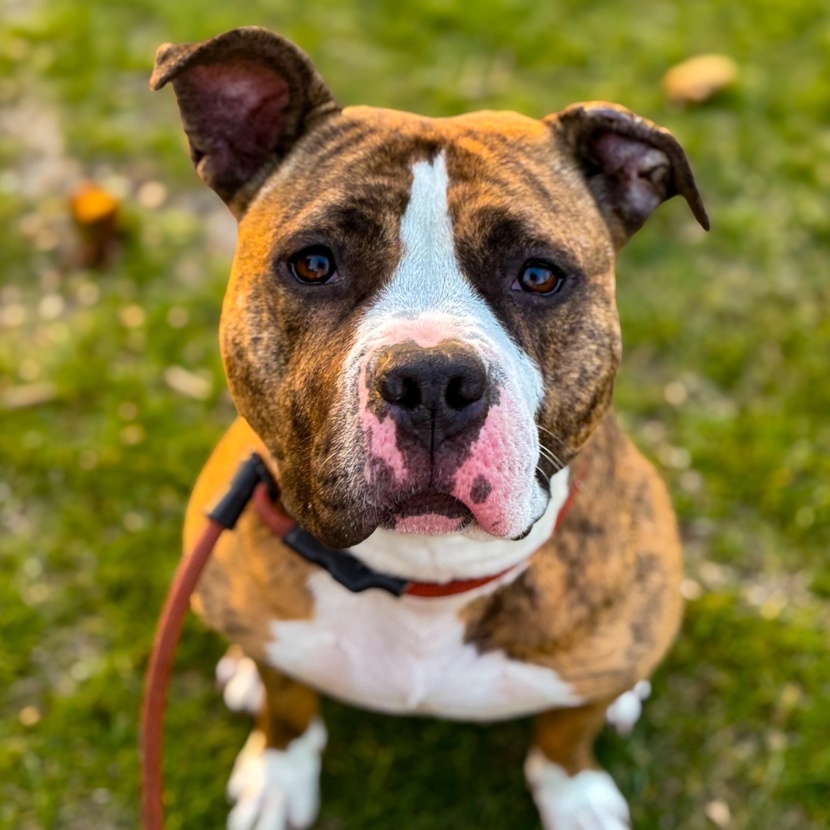 Shop pit bull puppy on Sale, image size:2709x2708