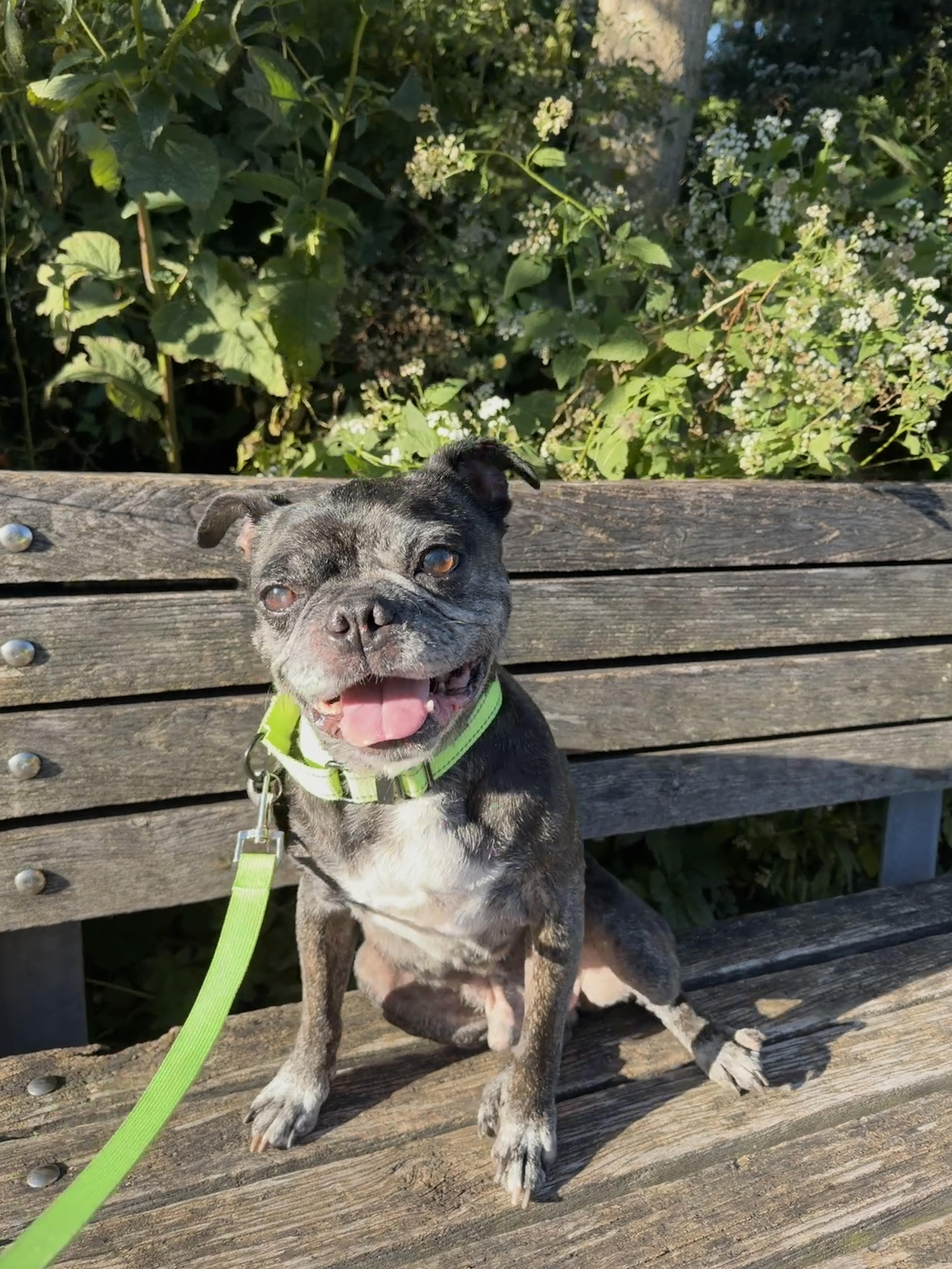 Enlarge Buford, a Adoptable Boston Terrier in Brooklyn, NY image 2/6