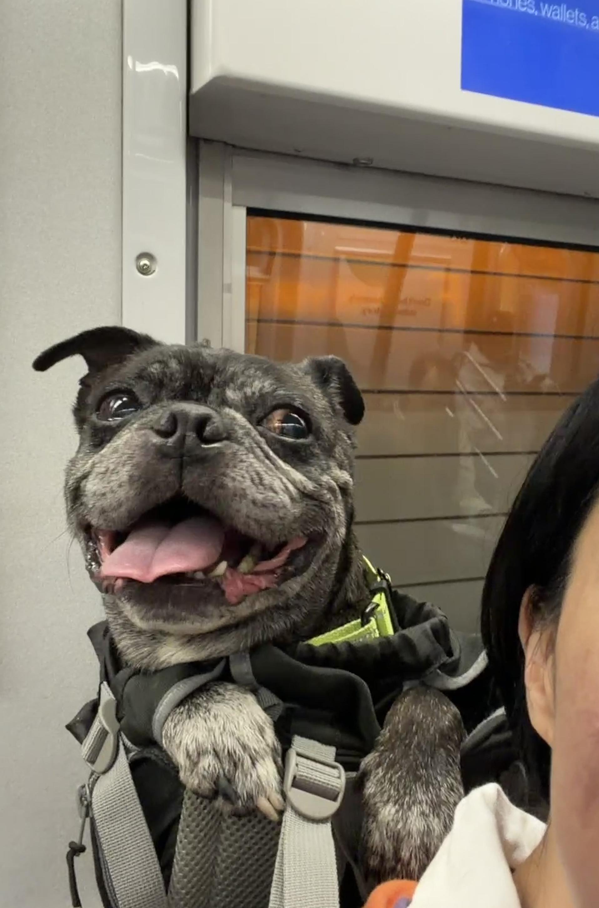 Enlarge Buford, a Adoptable Boston Terrier in Brooklyn, NY image 4/6