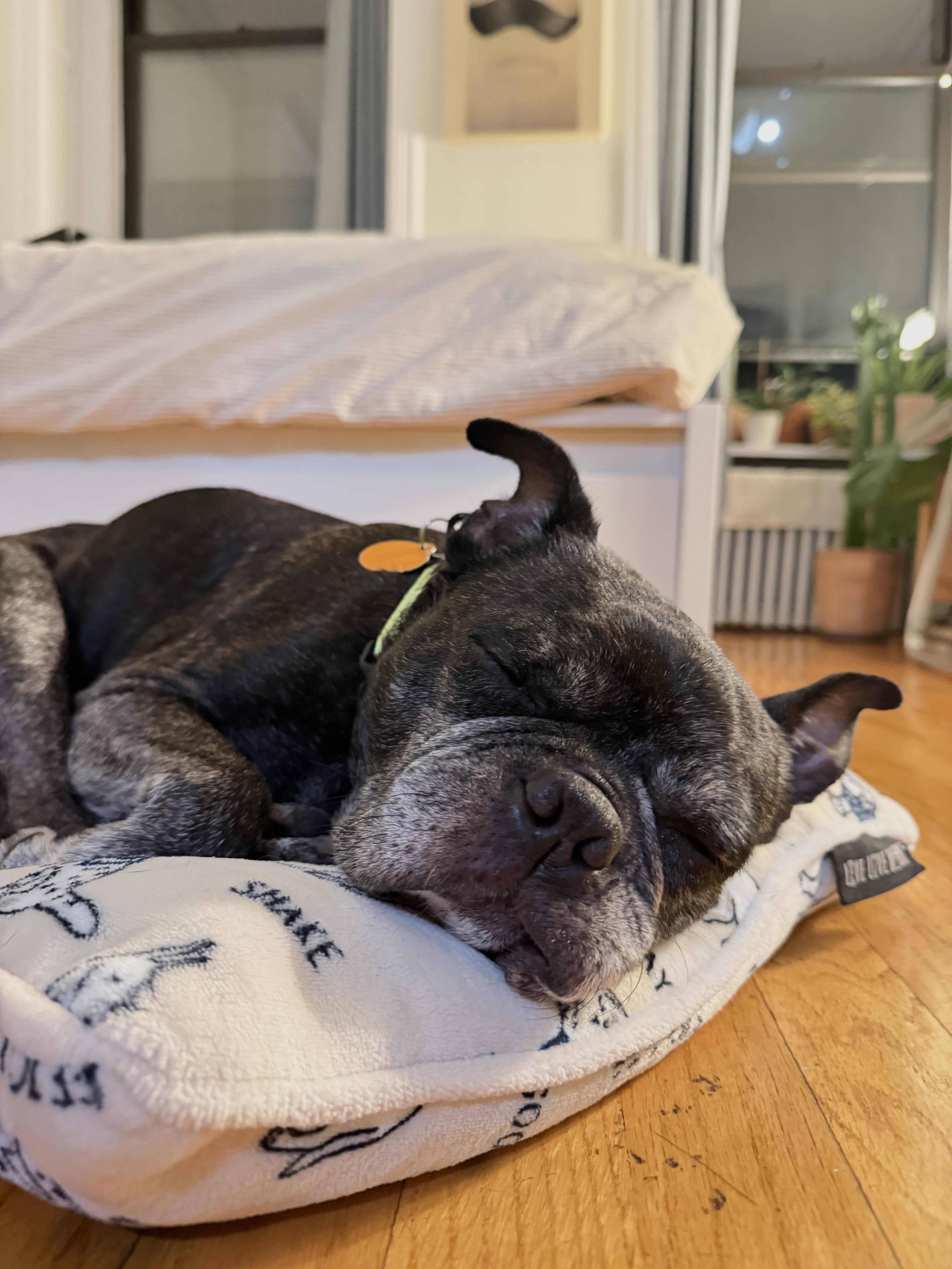Enlarge Buford, a Adoptable Boston Terrier in Brooklyn, NY image 3/6