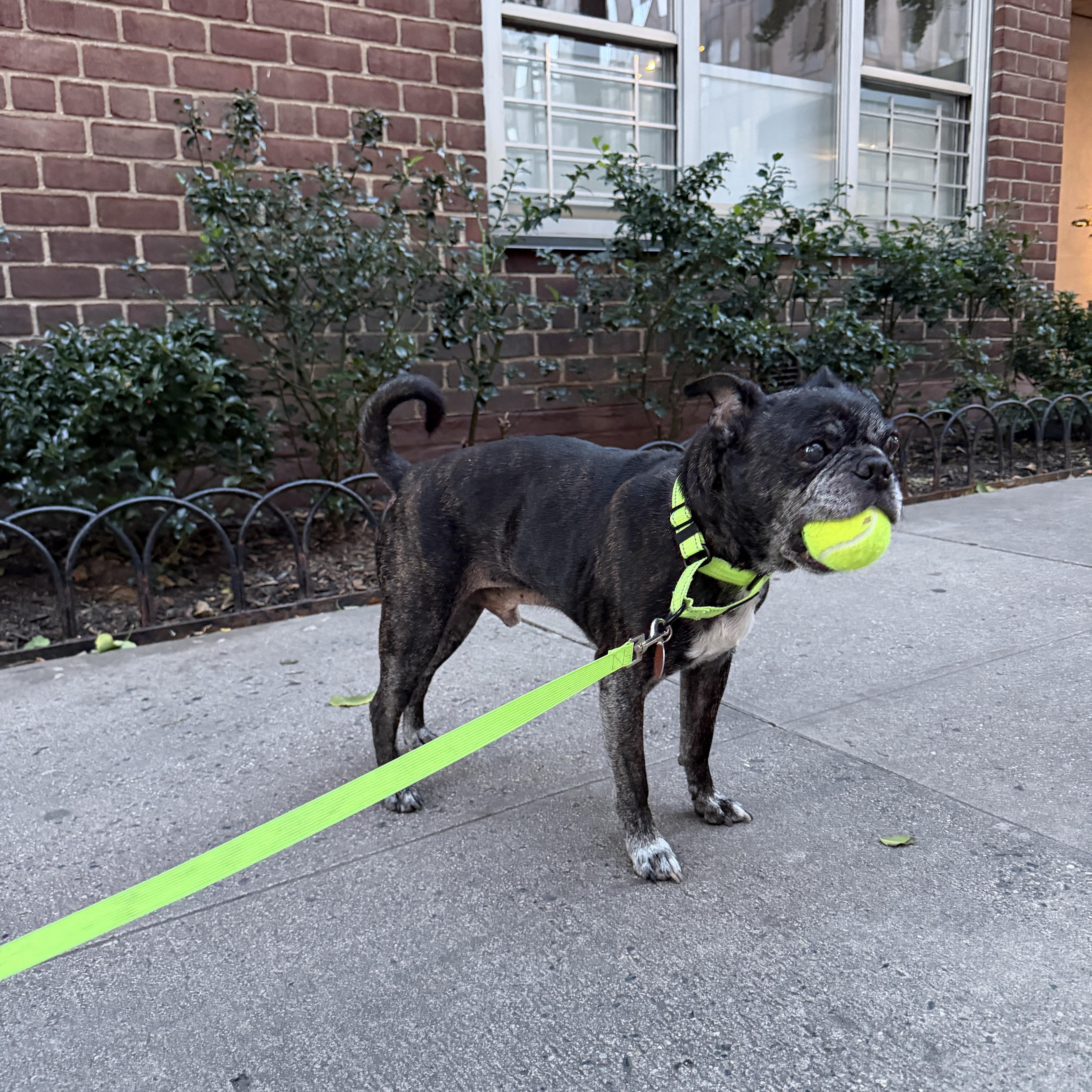 Enlarge Buford, a Adoptable Boston Terrier in Brooklyn, NY image 5/6