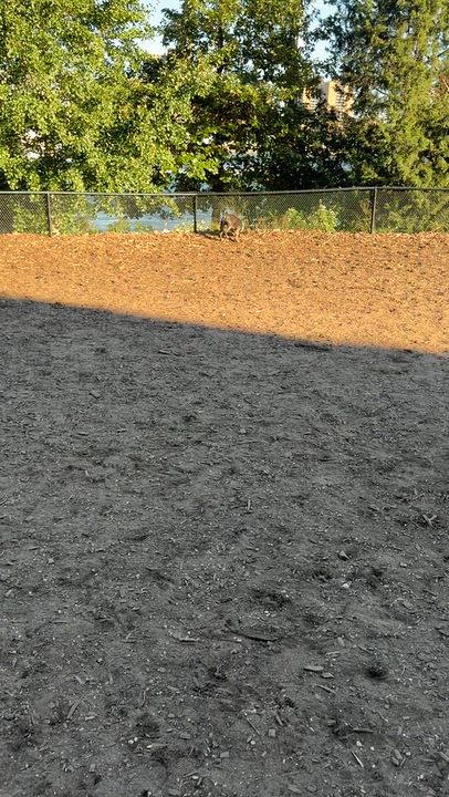 Enlarge Buford, a Adoptable Boston Terrier in Brooklyn, NY video 6/6