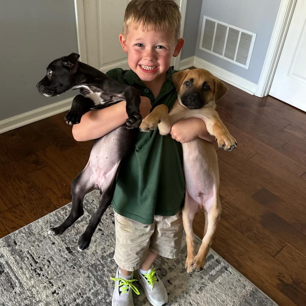 Enlarge Reagen, a Adoptable mixed breed in Cordova, TN image 4/6