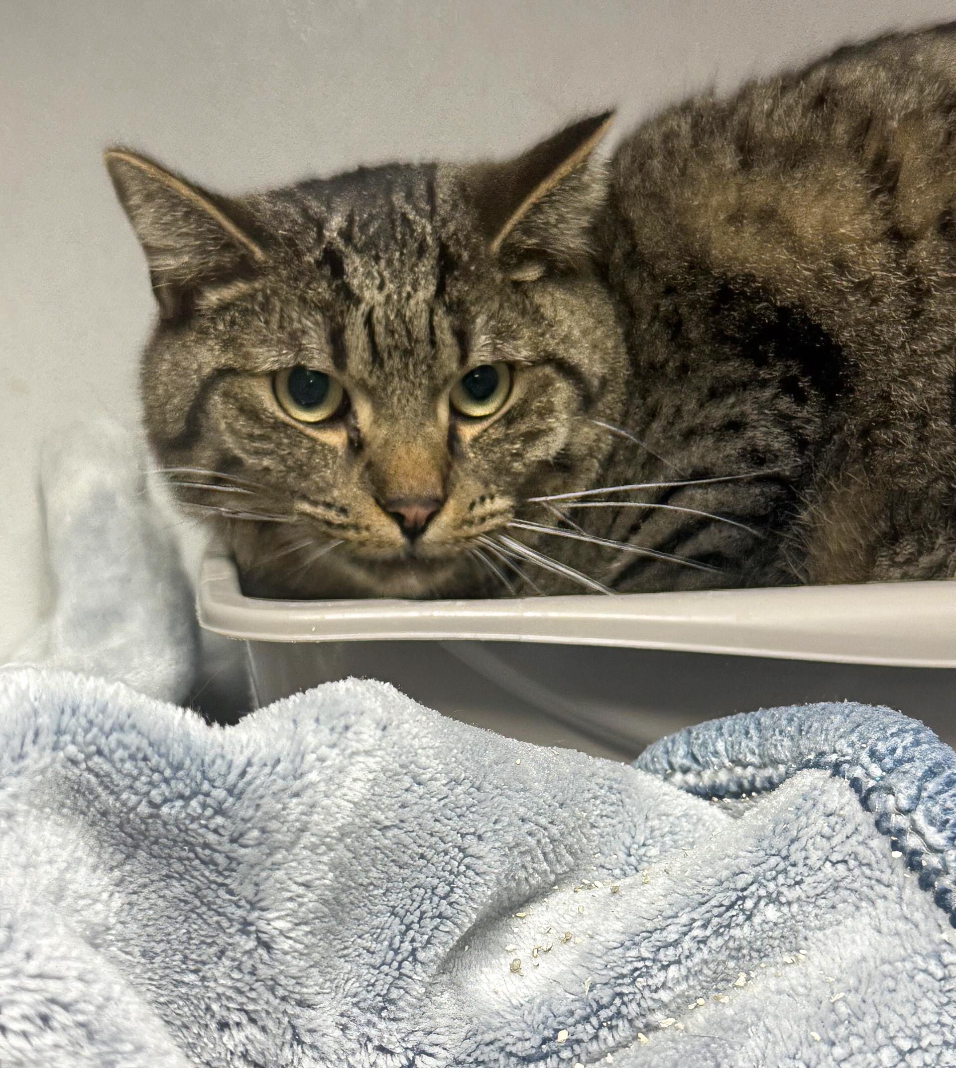 Slim Kitty — thumbnail 2