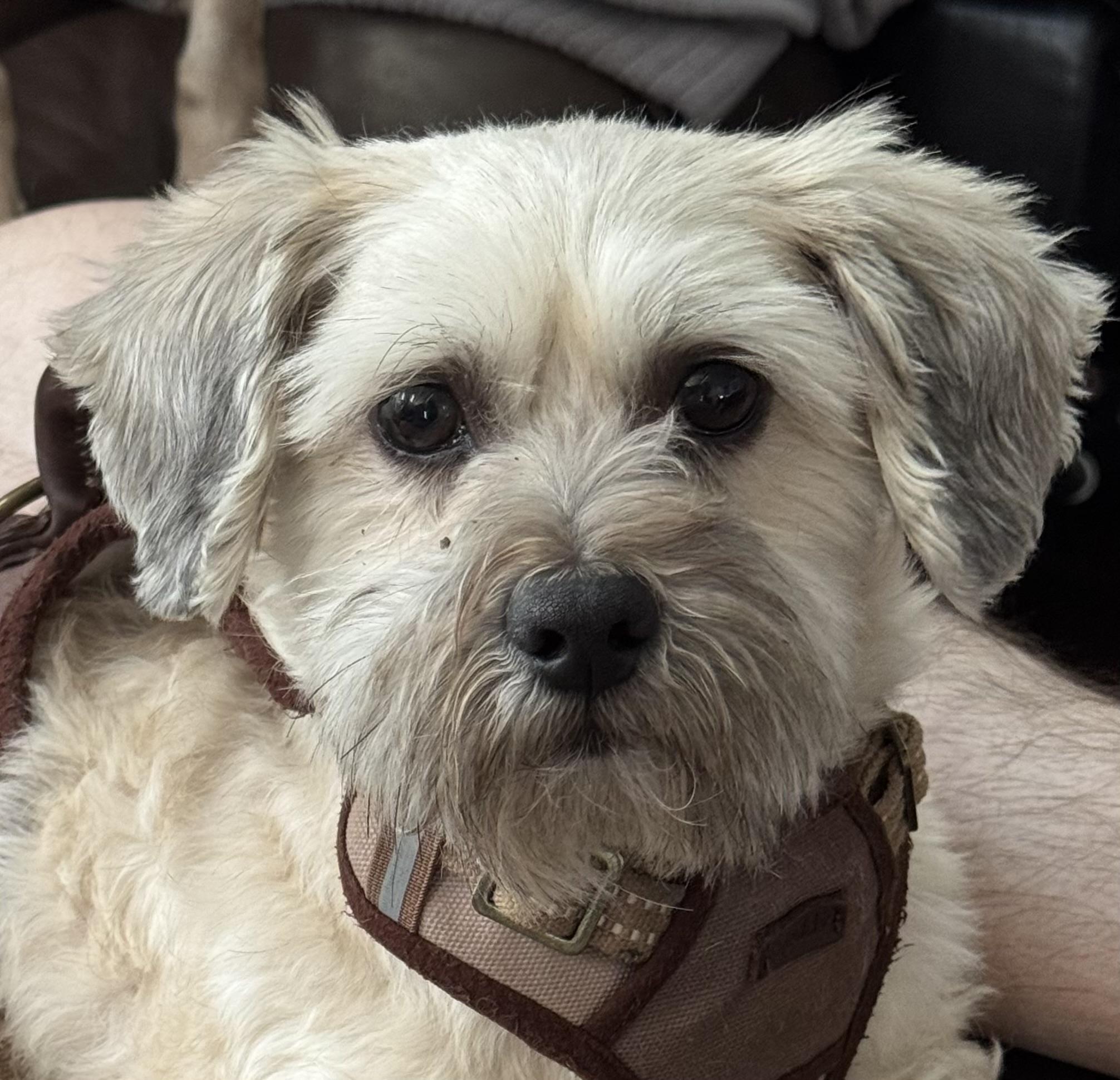 Bosco, Adopted, Senior Male Maltese & Poodle.