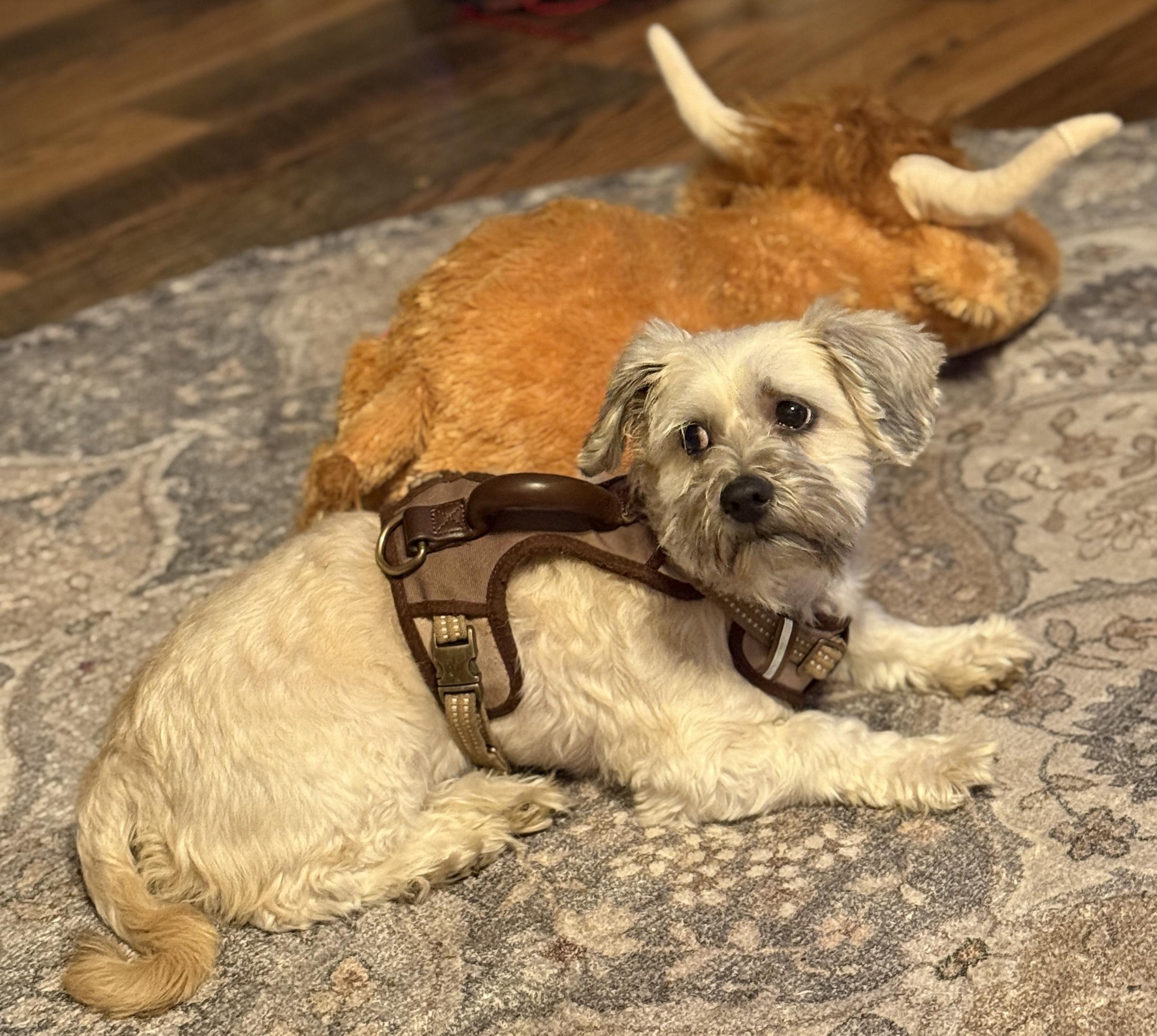 Enlarge Bosco, a Adopted mixed breed in Naperville, IL image 2/3