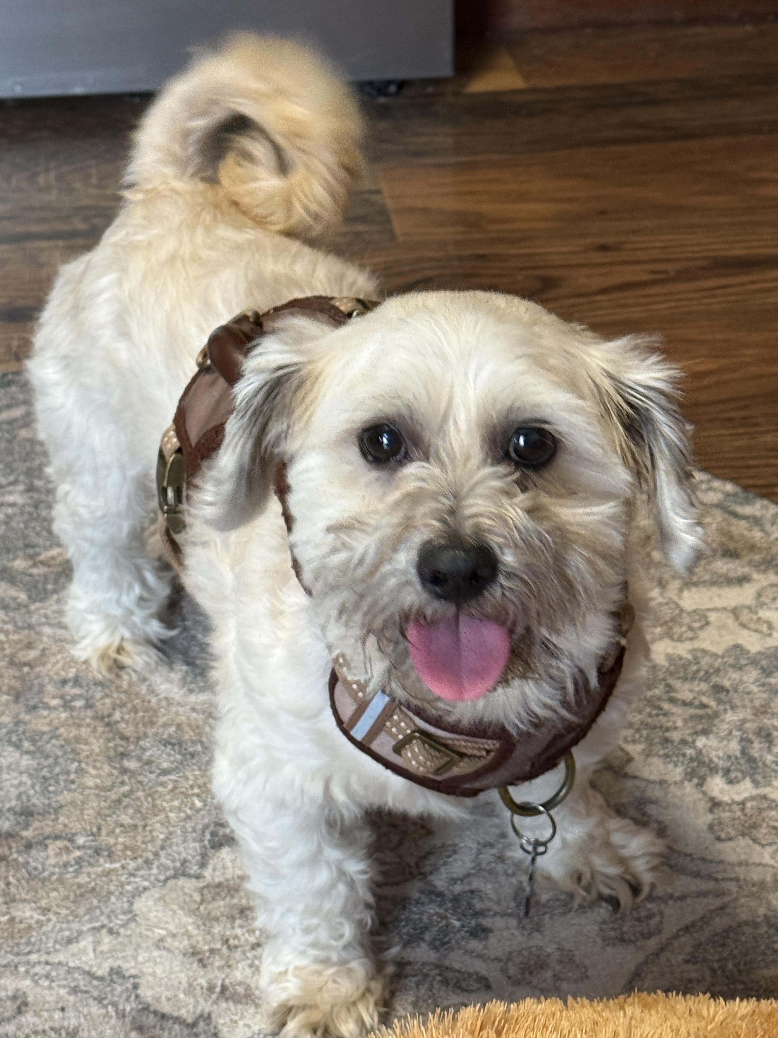 Enlarge Bosco, a Adopted mixed breed in Naperville, IL image 3/3