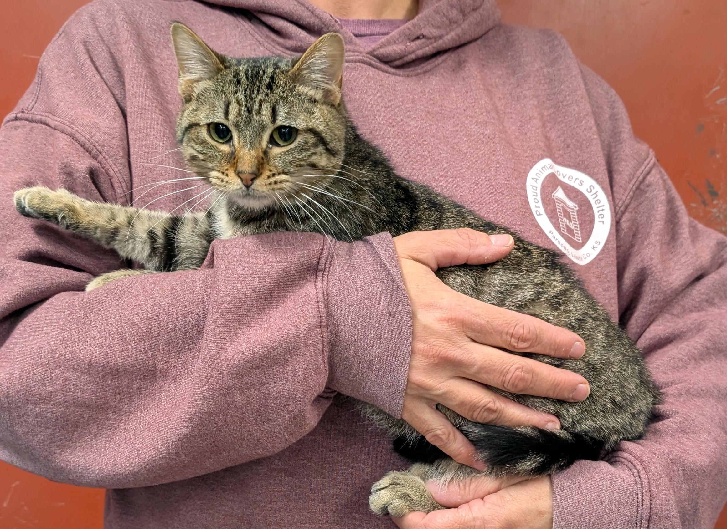 Enlarge Almond Joy, a Adoptable Domestic Short Hair in Parsons, KS image 1/1