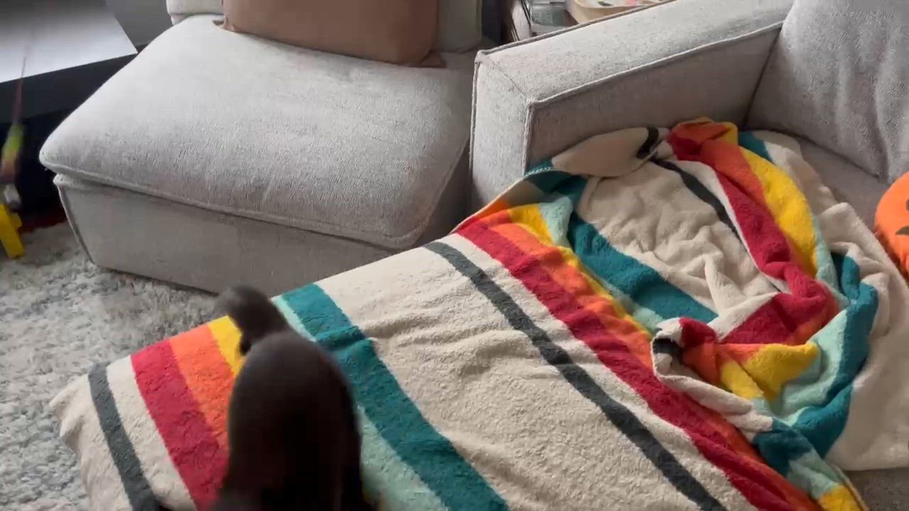Enlarge Willy, an adopted mixed breed in Melrose, MA video 3/5